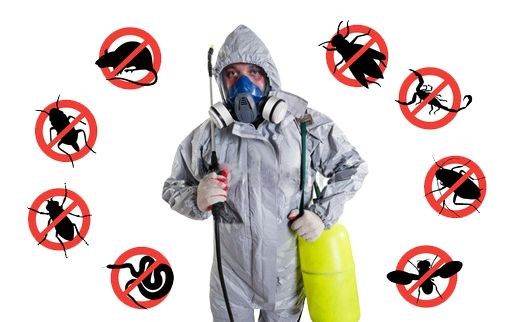 Seek the best treatment from the Termite control Gurgaon