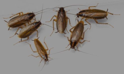 Control de plagas de cucarachas definitivo _ Sitehisa